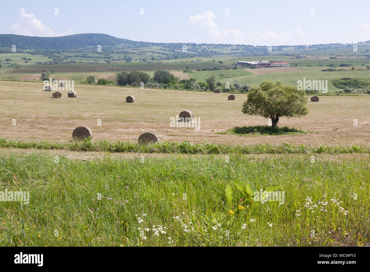 Round balle di fieno in erba tagliata campo in un paesaggio rurale vicino a Saschiz, Transilvania, Romania Foto Stock
