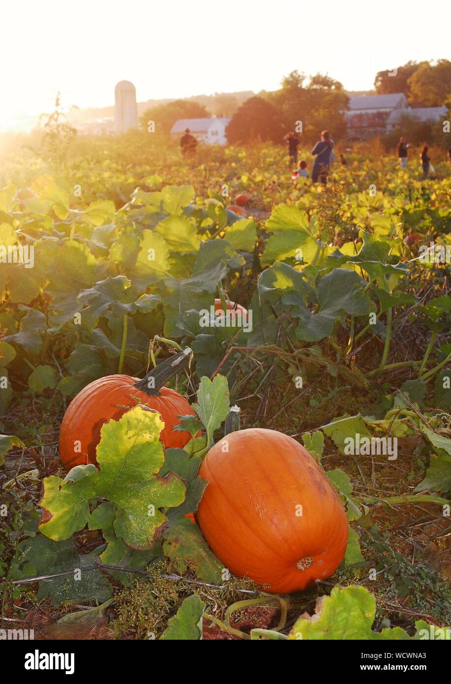 Persone zucche di prelievo in corrispondenza di una zucca patch su un luminoso pomeriggio in un orto di zucche in Trinity, STATI UNITI D'AMERICA Foto Stock