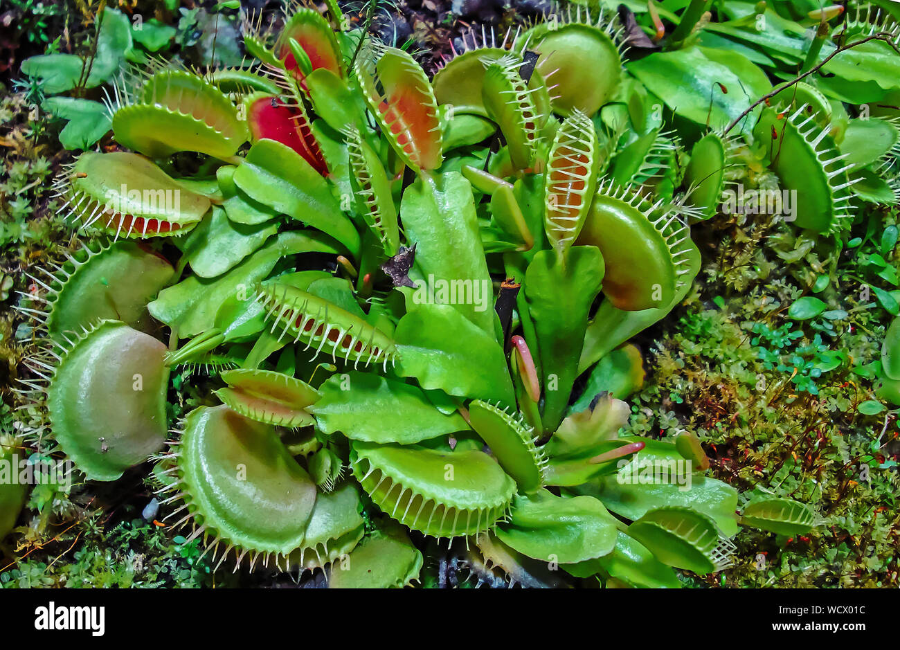 Venus flytrap (Dionaea muscipula) - predatorio, piante insettivore. Foto Stock