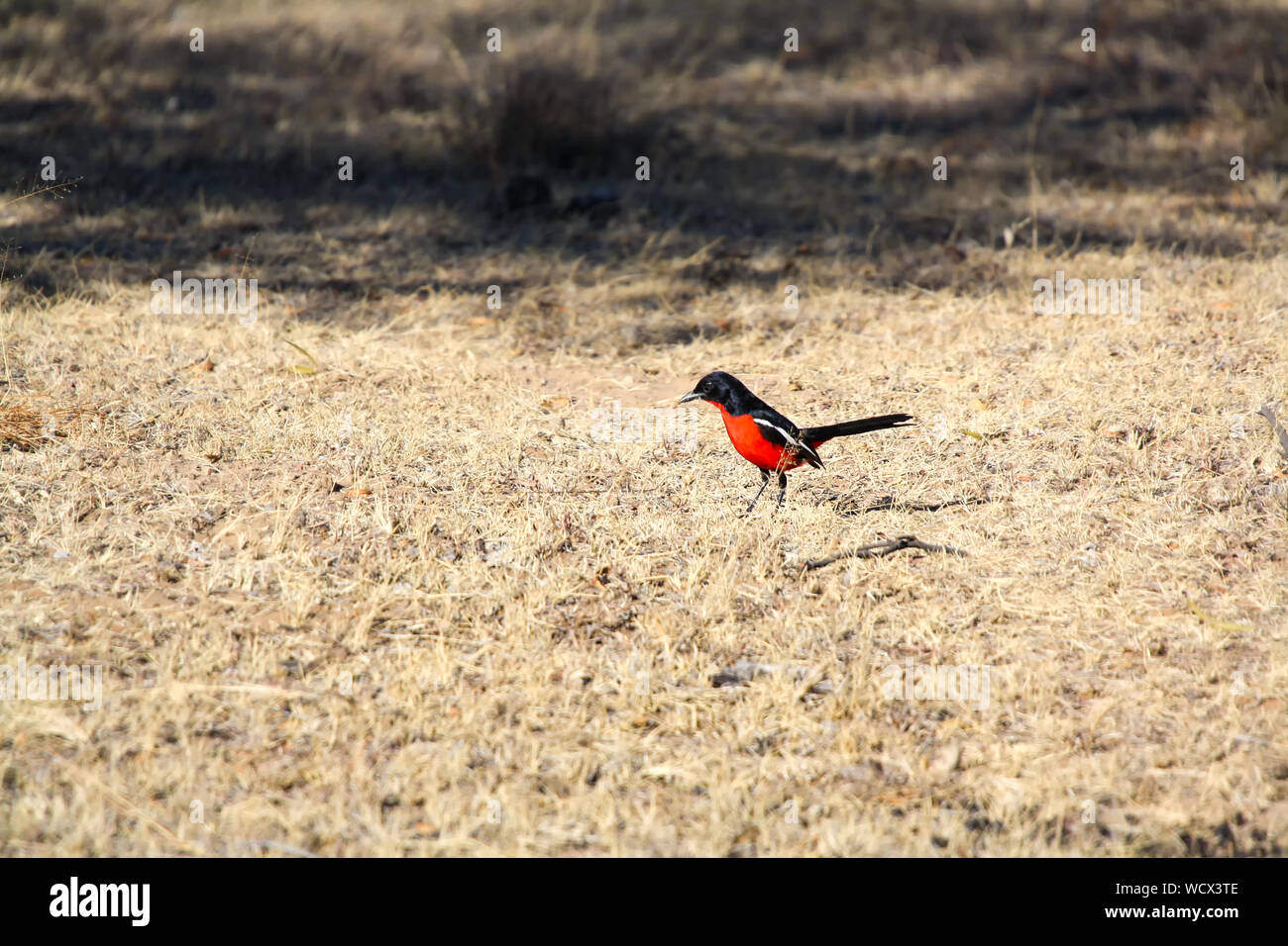 Crimson Breasted Shrike (Laniarius atrococcineus) Foto Stock
