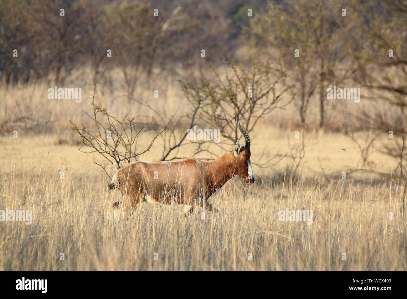 Blesbok (Damaliscus pygargus phillipsi) in Sud Africa Foto Stock