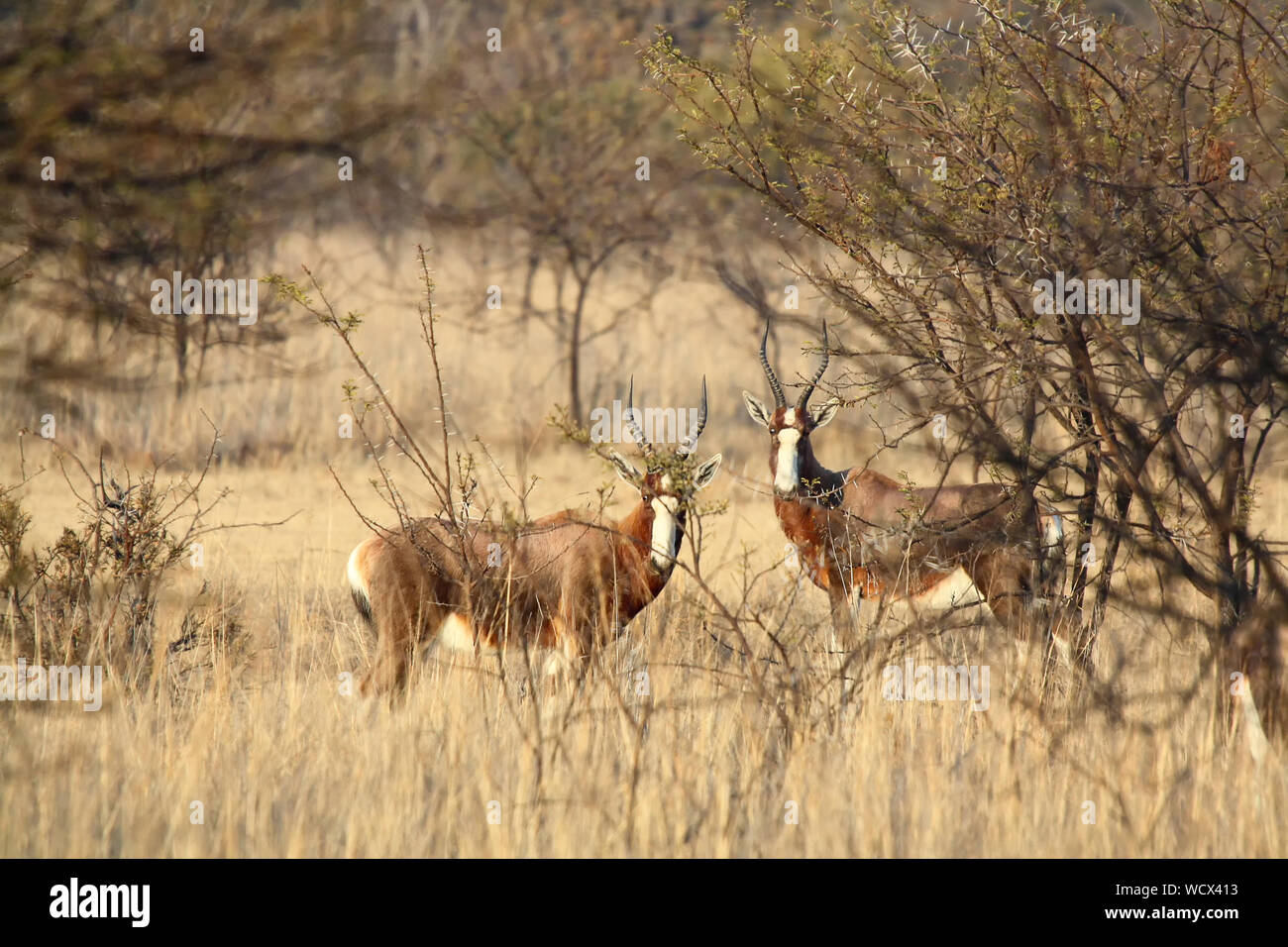 Blesbok (Damaliscus pygargus phillipsi) in Sud Africa Foto Stock