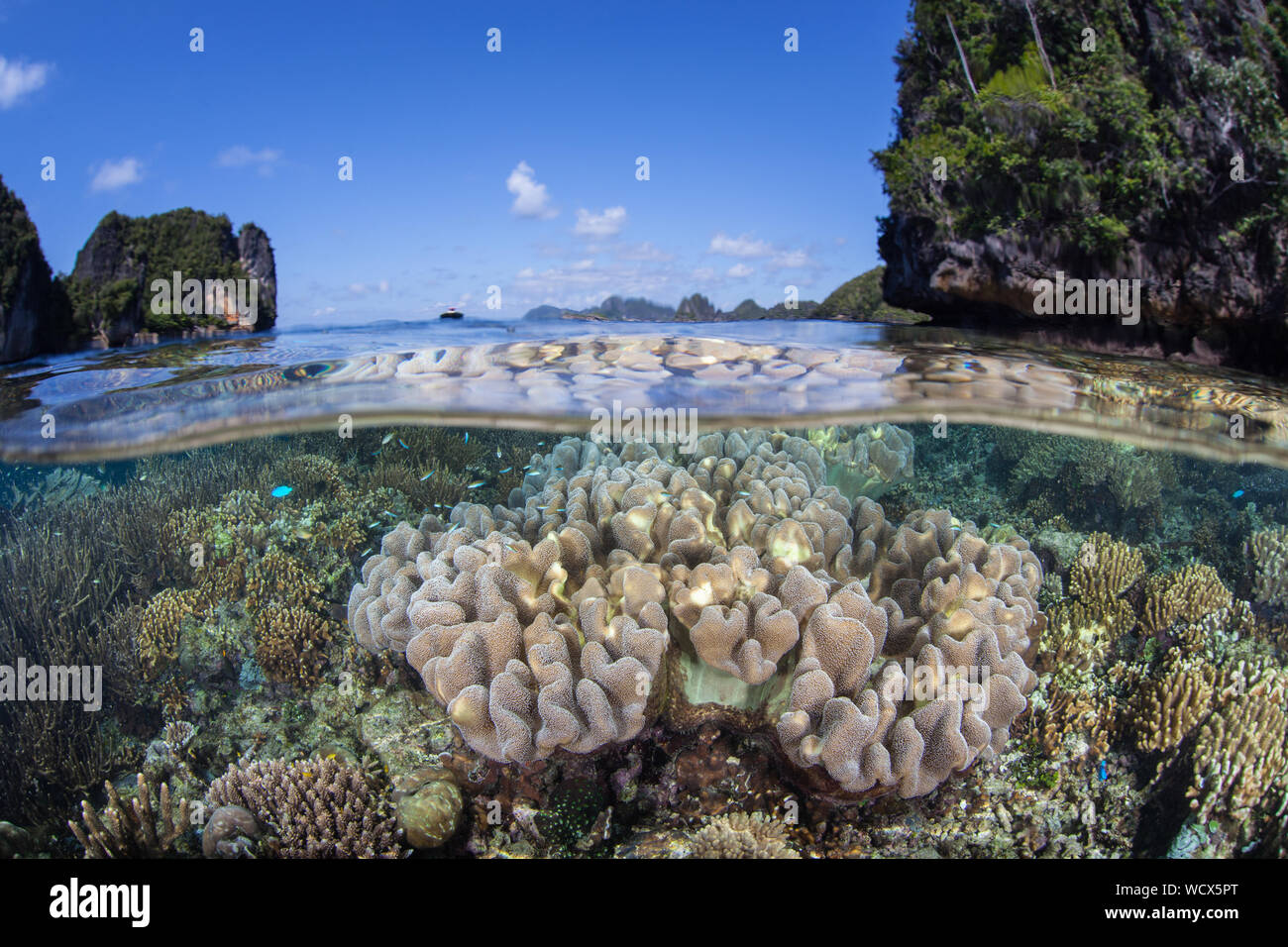 Bellissimi coralli prosperano in acque poco profonde in mezzo alle isole remote di Raja Ampat, Indonesia. Questa regione è forse il centro per la biodiversità marina. Foto Stock