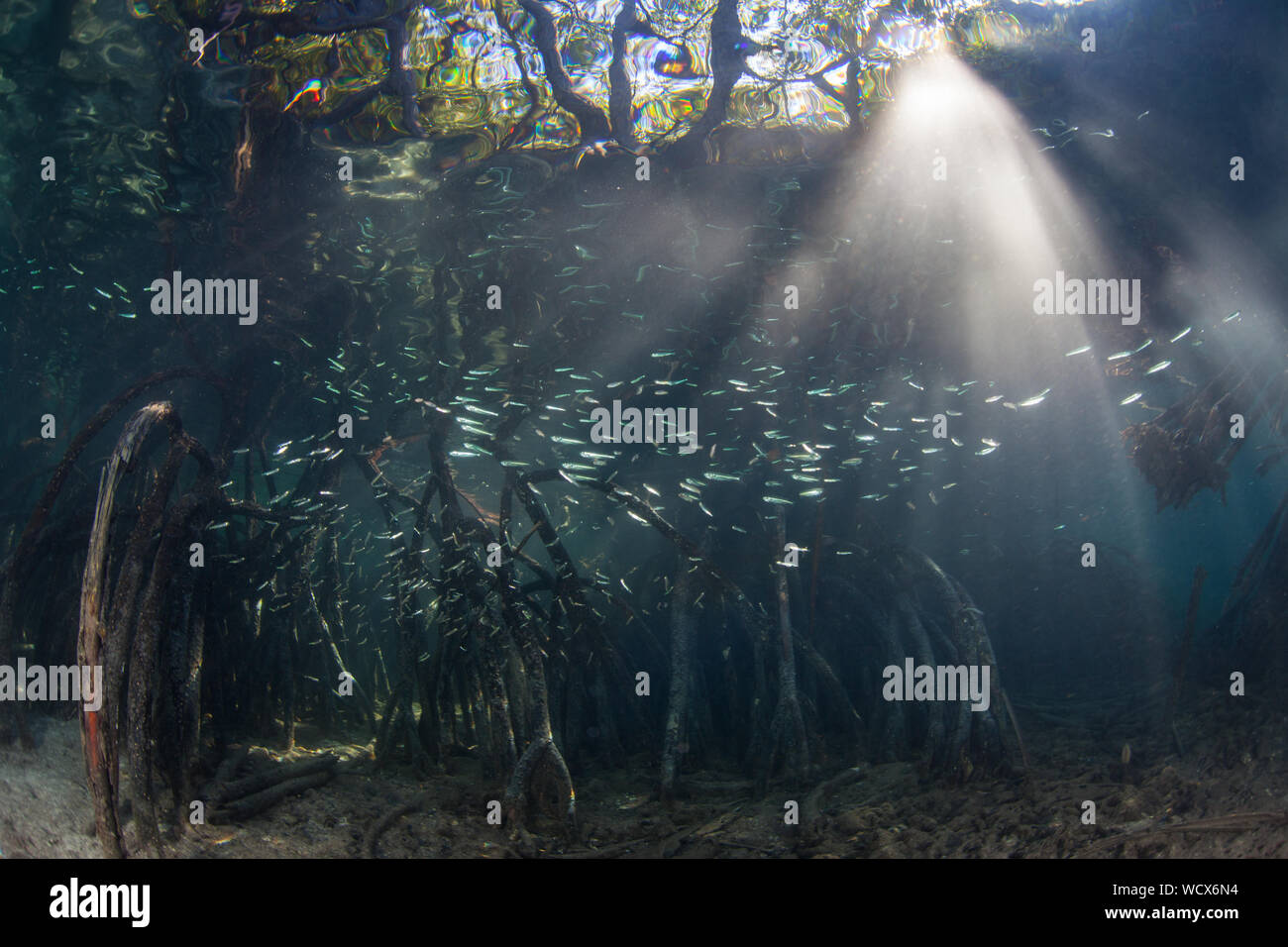 Fasci di luce del sole si scende in un sano, oscurato la foresta di mangrovie crescendo in mezzo al telecomando, isole tropicali di Raja Ampat, Indonesia. Foto Stock