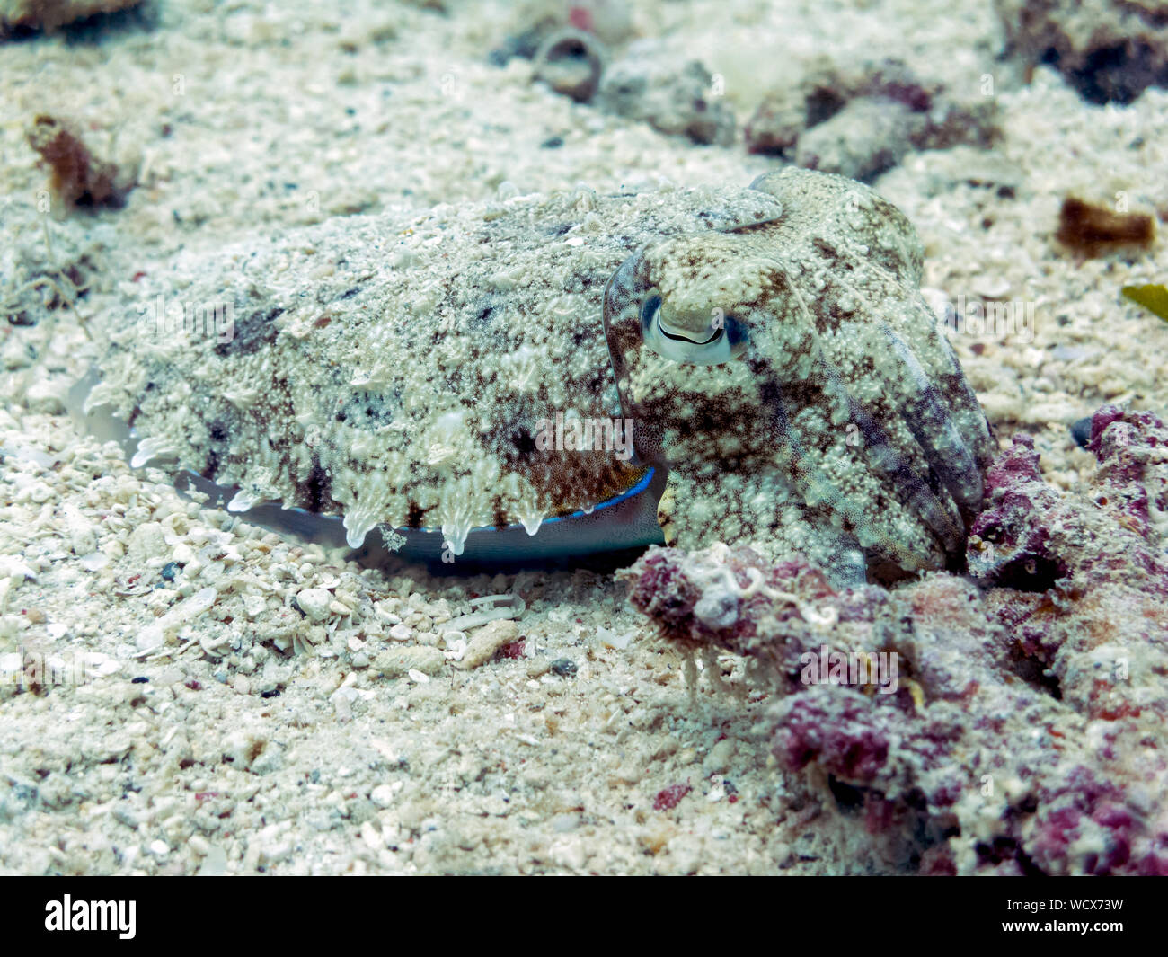 Seppie mimetizzato nella barriera corallina - Sipadan Island, Borneo Foto Stock
