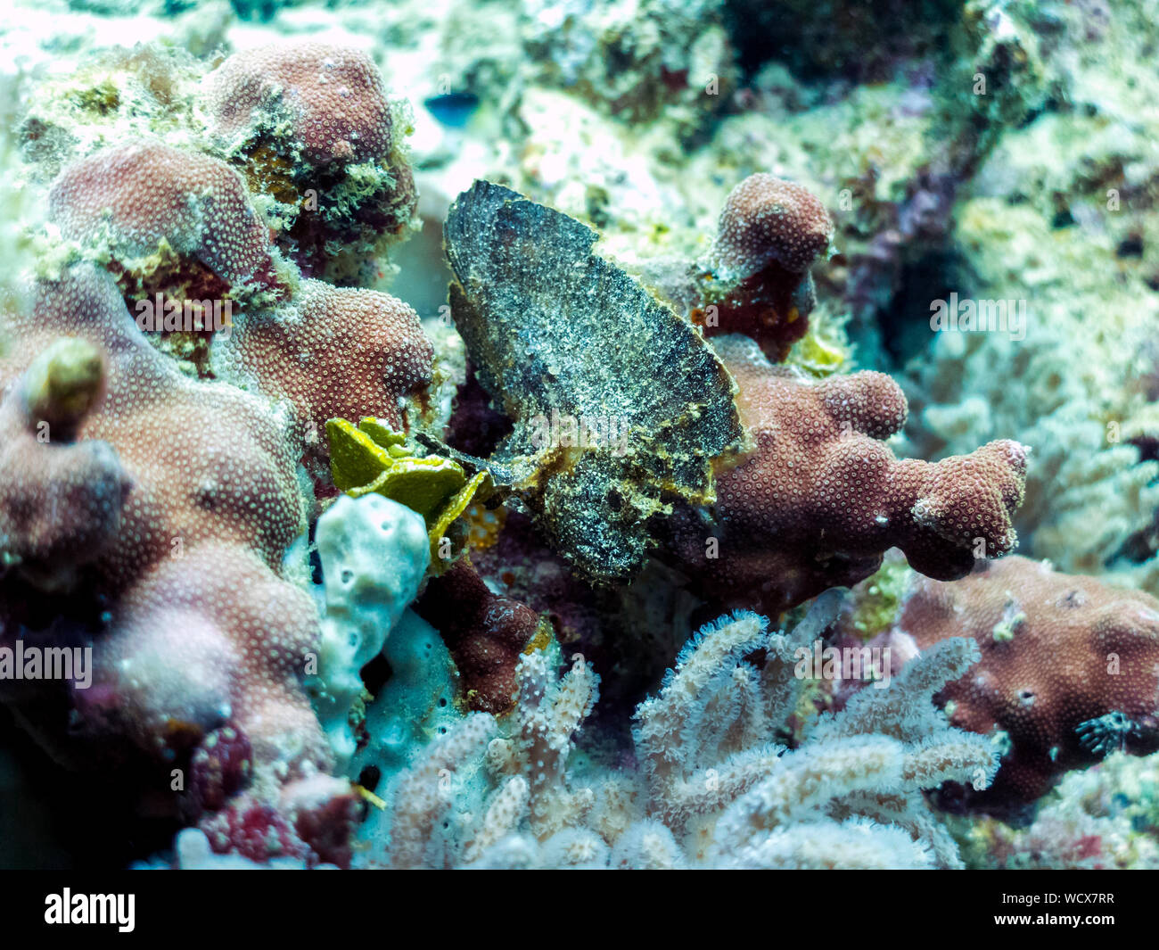 Scorfani foglia in Coral Reef, isola di Borneo - velenosa, pericolosi pesci Foto Stock
