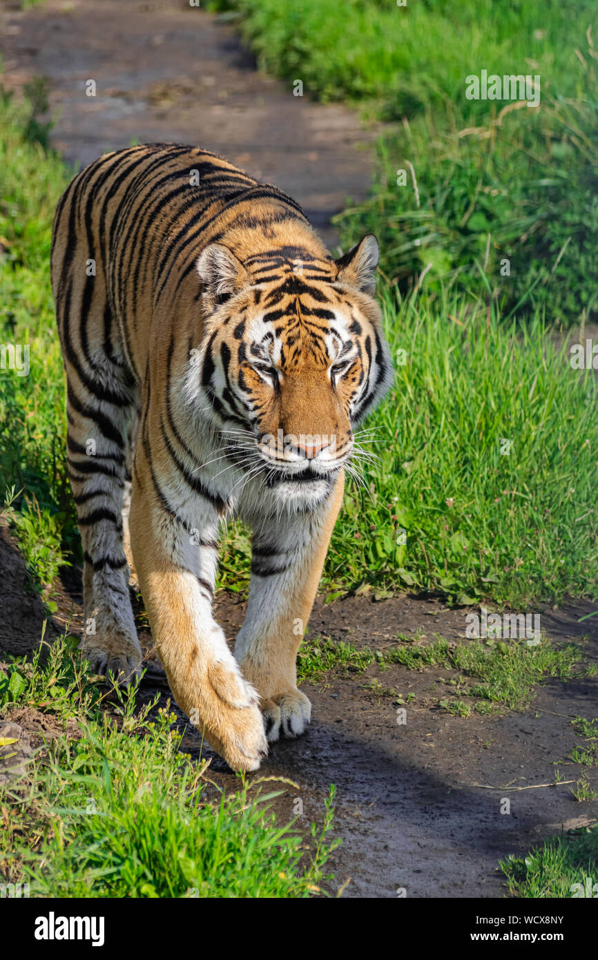 Tigre Siberiana, (Panthera tigris altaica), camminare lungo una strada sterrata con vegetazione, con la luce del sole pomeridiano Foto Stock