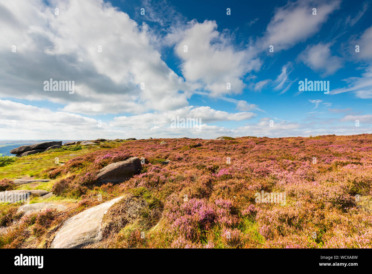 Erica viola e un cielo blu con nuvole sul Hathersage Moor nel parco nazionale di Peak District. Foto Stock