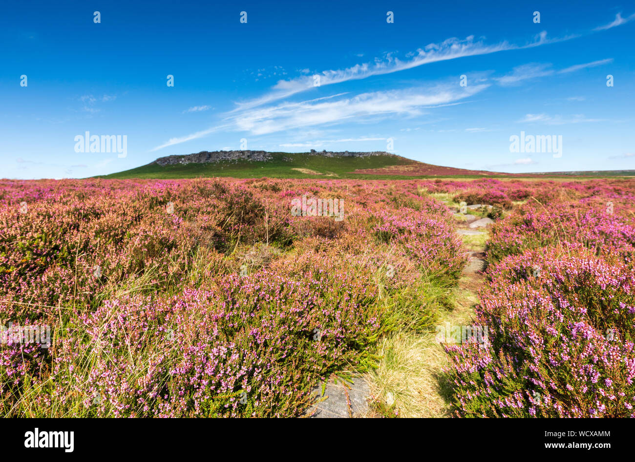 Higger Tor percorso da Owler Tor attraverso il heather in bloom di Hathersage Moor nel buio area del picco del Peak District Foto Stock