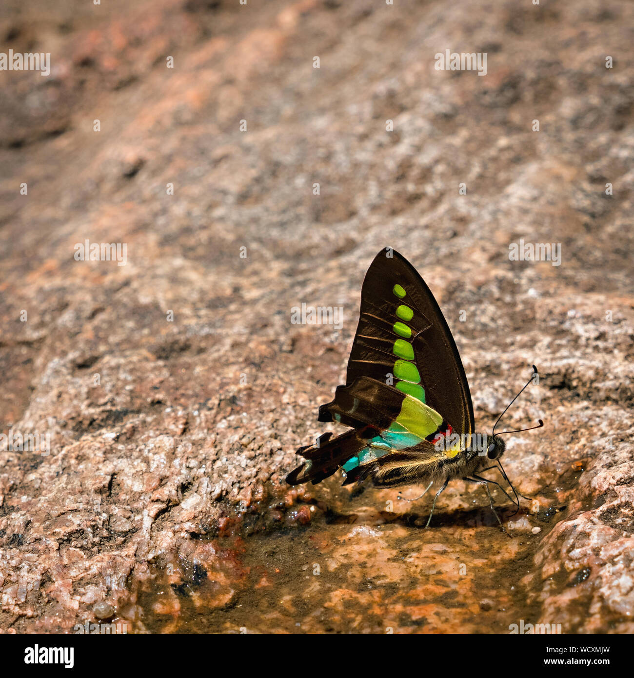 Butterfly, Munnar, Idukki District, Kerala, India, Asia Foto Stock
