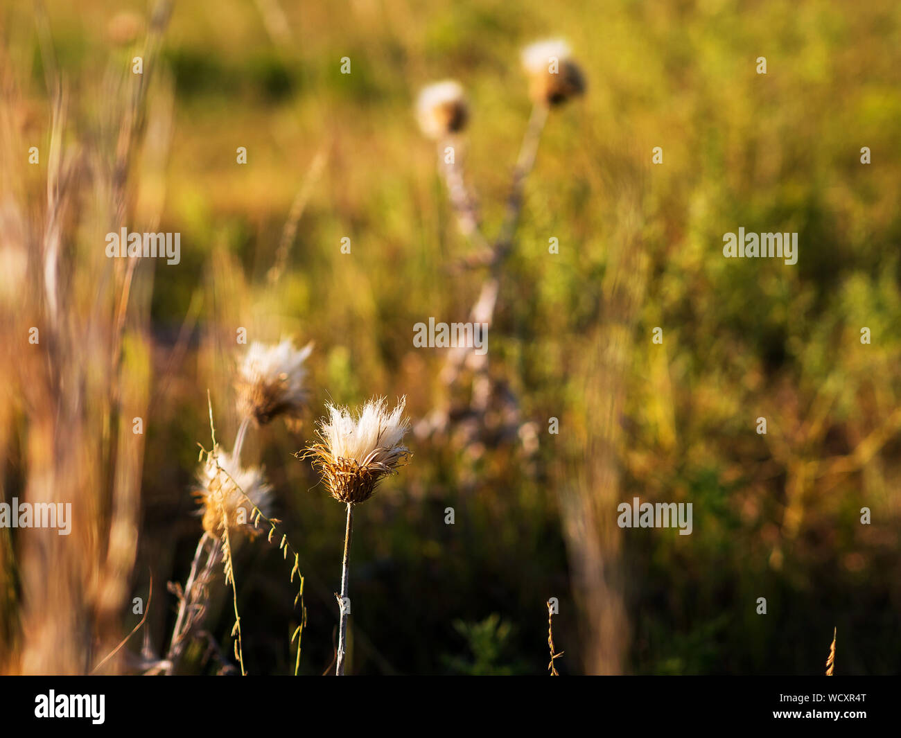 Essiccato di cardi e prateria di erba in un campo di Kansas Foto Stock