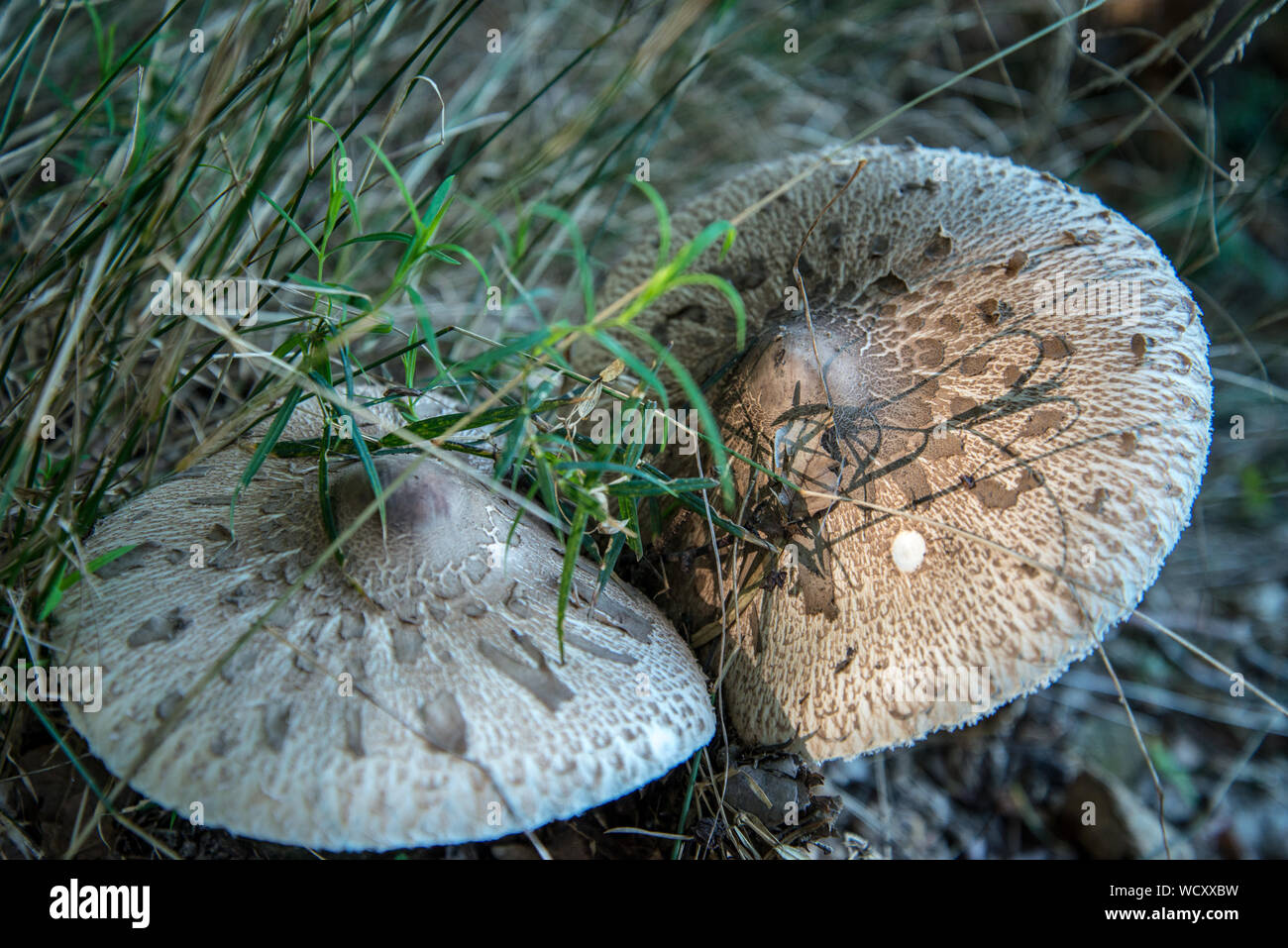 I funghi in presenza di luce solare Foto Stock