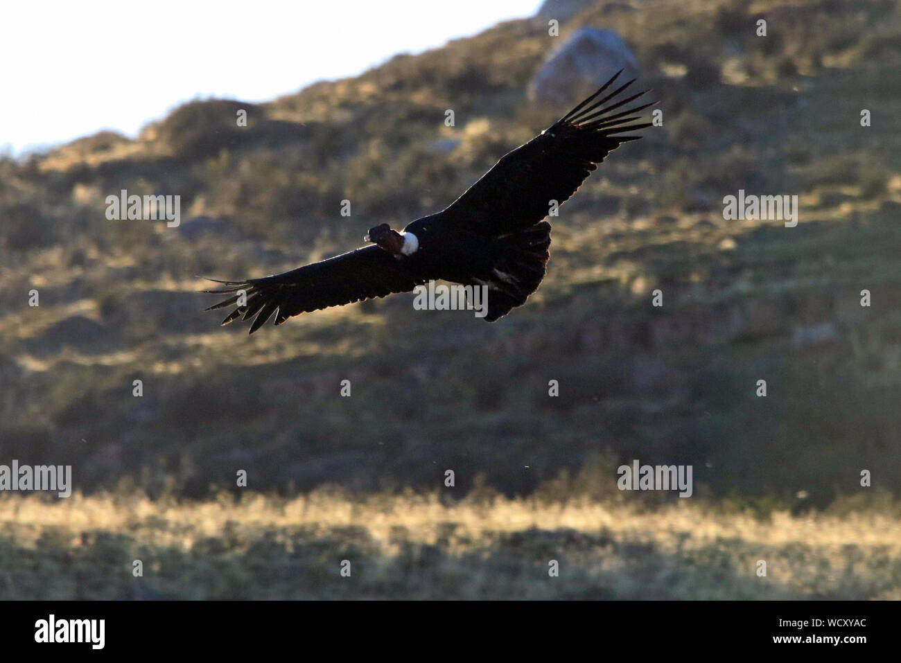 Un adulto condor andino (Vultur gryphus) volare sopra i pascoli del Parco Nazionale di Torres del Paine nella Patagonia cilena. Foto Stock