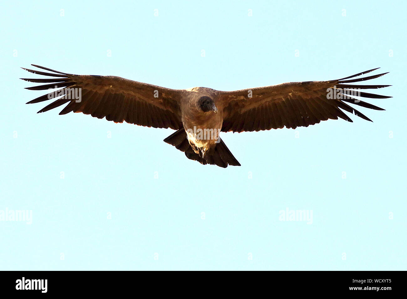 Un juvenileAndean Condor (Vultur gryphus) flying overhead nel Parco Nazionale di Torres del Paine nella Patagonia cilena. Foto Stock