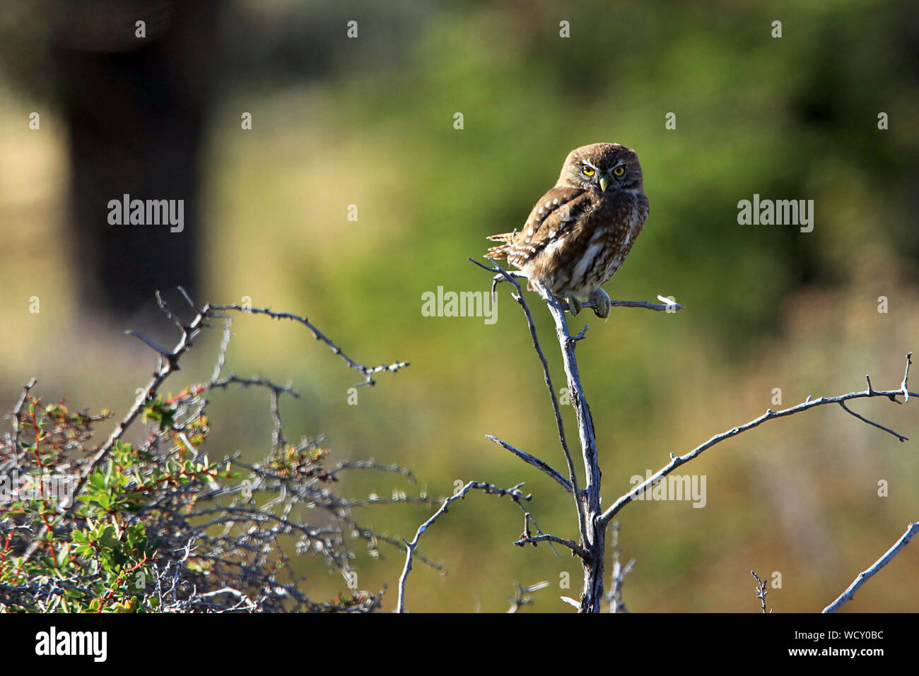 Austral Gufo pigmeo (Glaucidium nana) appollaiato su un ramo nel Parco Nazionale Torres del Paine nella Patagonia cilena. Foto Stock