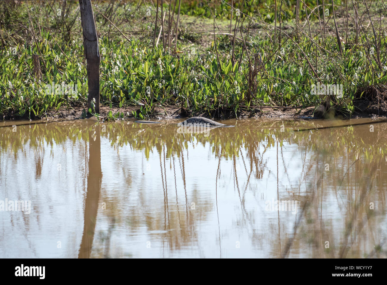 Anaconda giallo (Eunectes notaeus) con un enorme ventre a Transpantaneira Road, Mato Grosso, Brasile, Sud America. Foto Stock