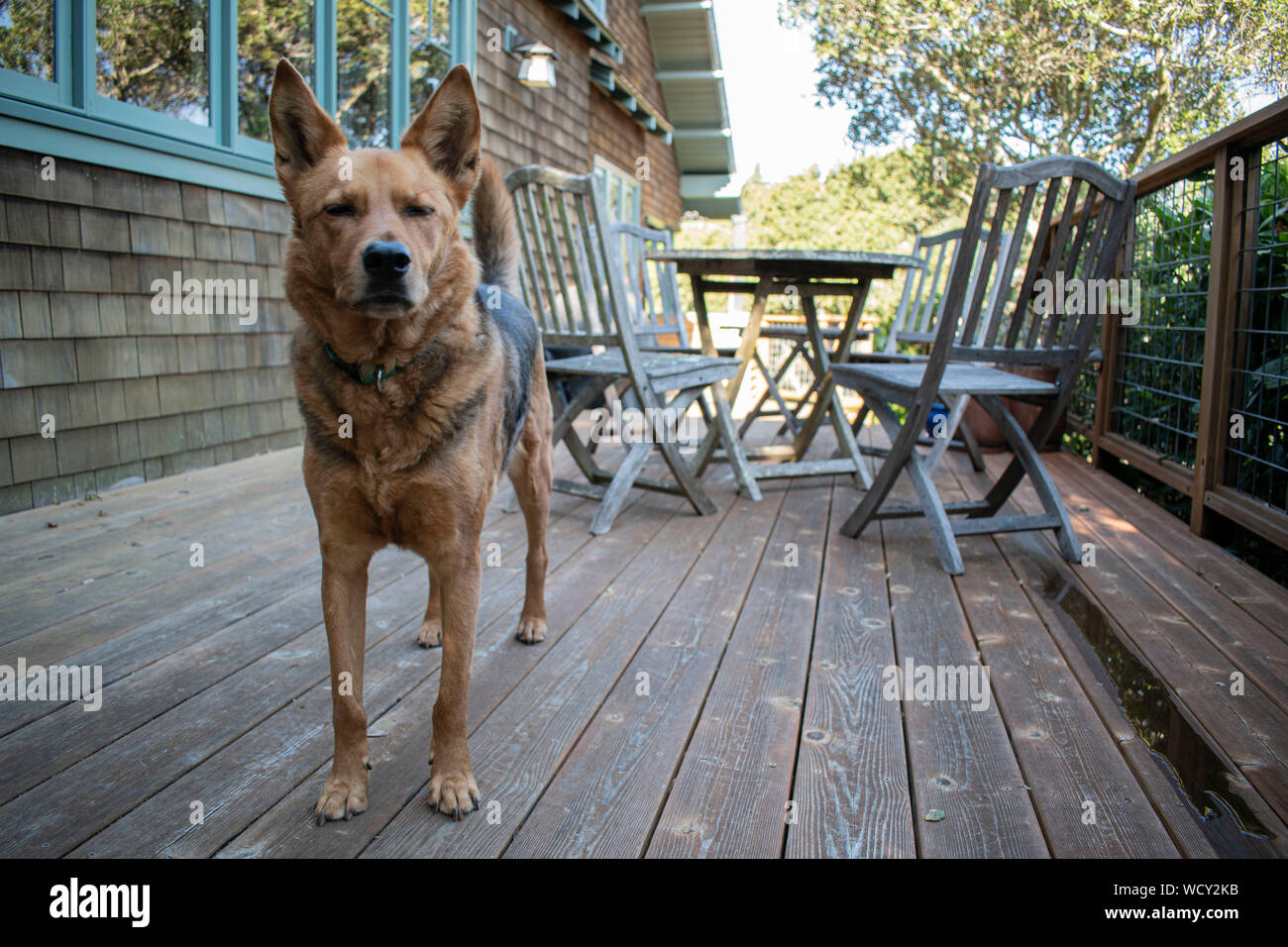 Questo cane è pronto a fare delle escursioni a Marin County, CA. Foto Stock