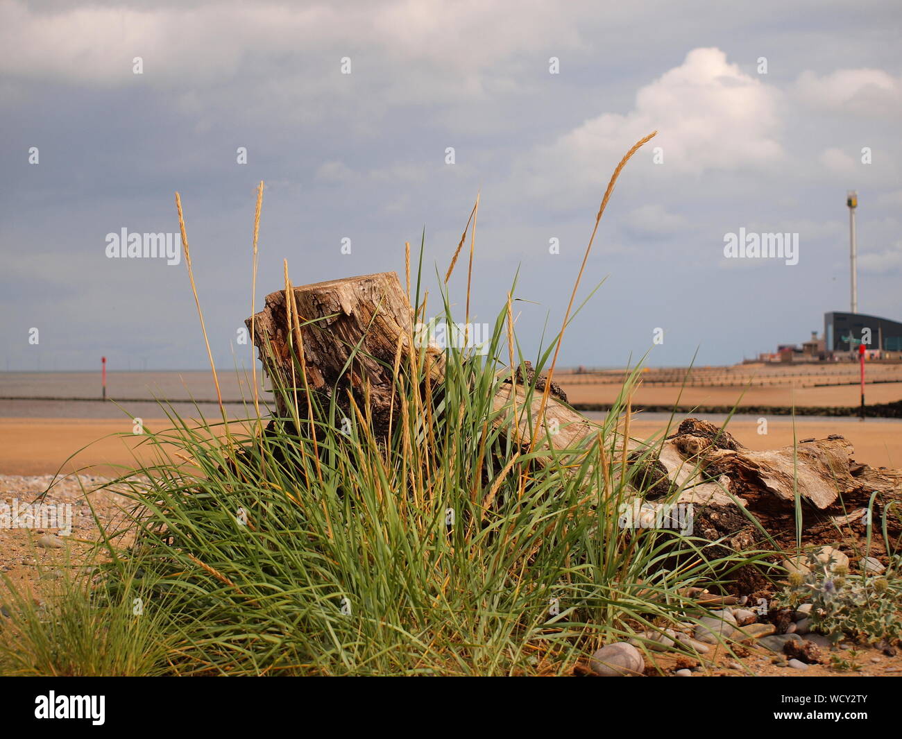 Driftwood tronco di albero sulla spiaggia con vegetazione marram grass - europeo beach l'erba cresce a base. Rhyl Galles del nord Foto Stock