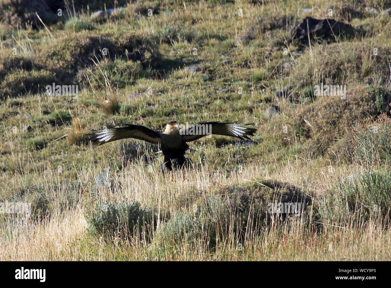 Un selvaggio crestato meridionale Caraca (Caracara plancus) prendere il volo nel Parco Nazionale Torres del Paine nella Patagonia cilena. Foto Stock