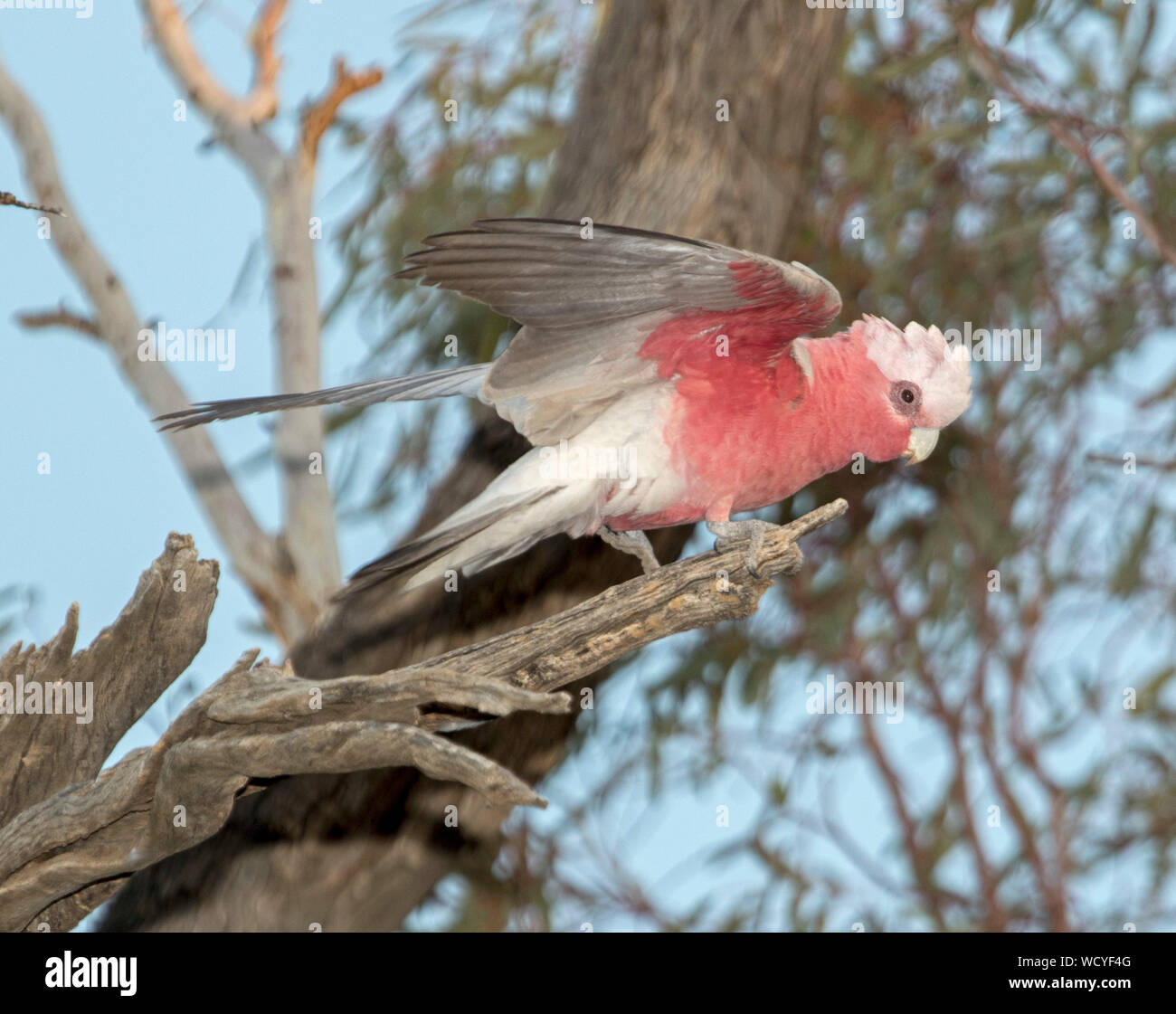 Galah, Eolophus roseicapillus, bella rosa e grigio cacatua sul ramo di albero morto con ali stese fuori pronto per il volo in outback Australia Foto Stock