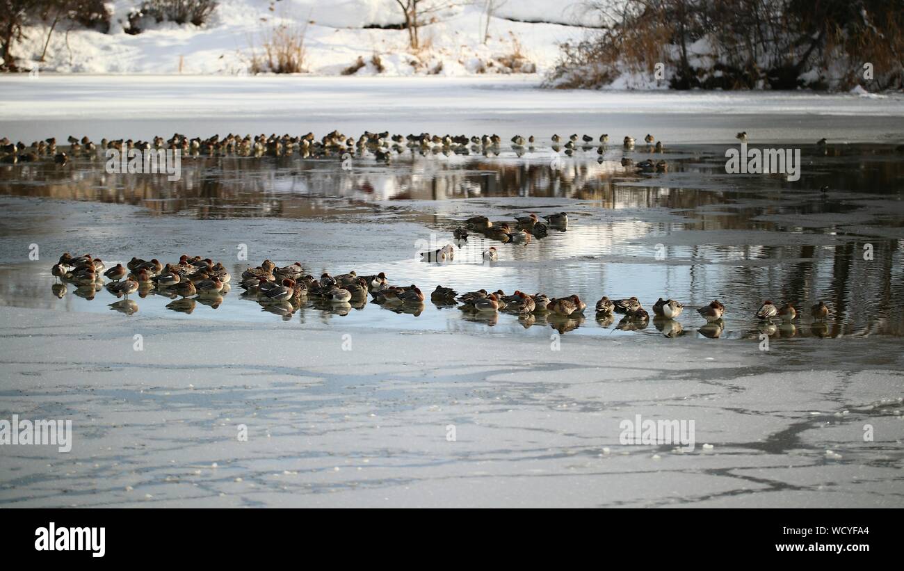 Gli uccelli nuoto nel Lago durante il periodo invernale Foto Stock