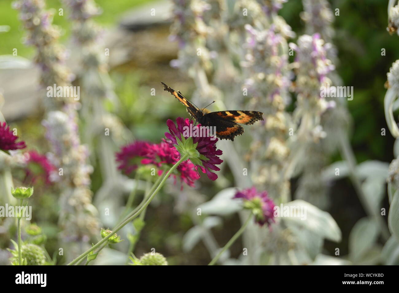 Farfalla in equilibrio Foto Stock