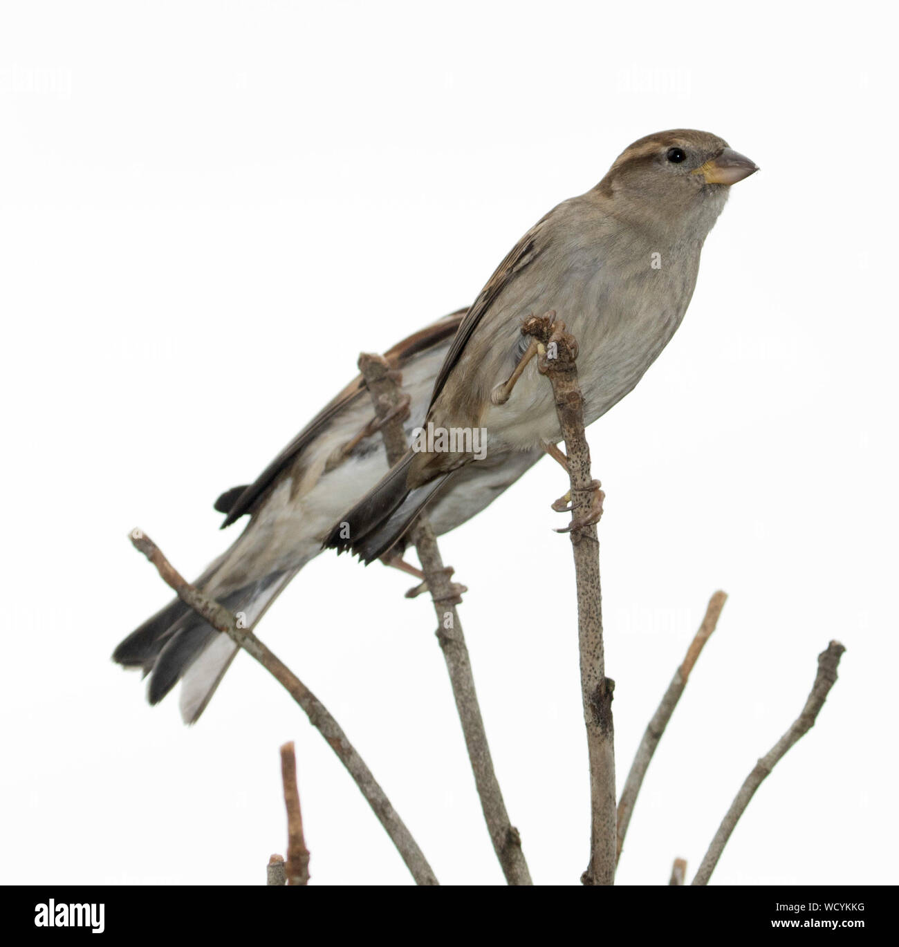 Casa comune Sparrow, Passer domesticus, femmina arroccato sullo stelo di Arbusti decidui contro uno sfondo bianco - una specie introdotta in Australia Foto Stock