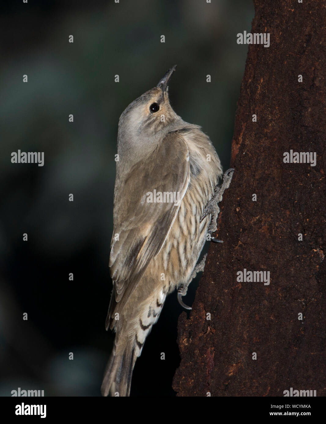 Australian Brown rampichino alpestre, Climacteris picumnus, nel tipico pongono sul tronco di albero in Alpine del Parco Nazionale di Victoria e contro lo sfondo di colore verde Foto Stock