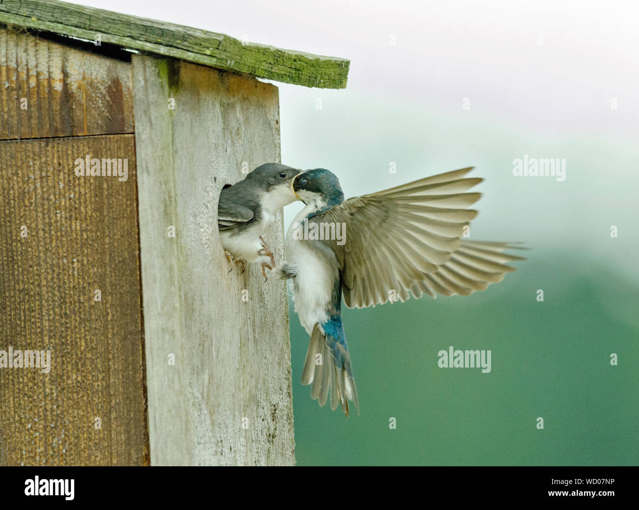 Una struttura swallow alimenta gli insetti che ha acquisito per uno dei suoi nidiacei al di fuori della loro casella di nidificazione nei pressi di una comunità giardino a Redmond, Washington. Foto Stock