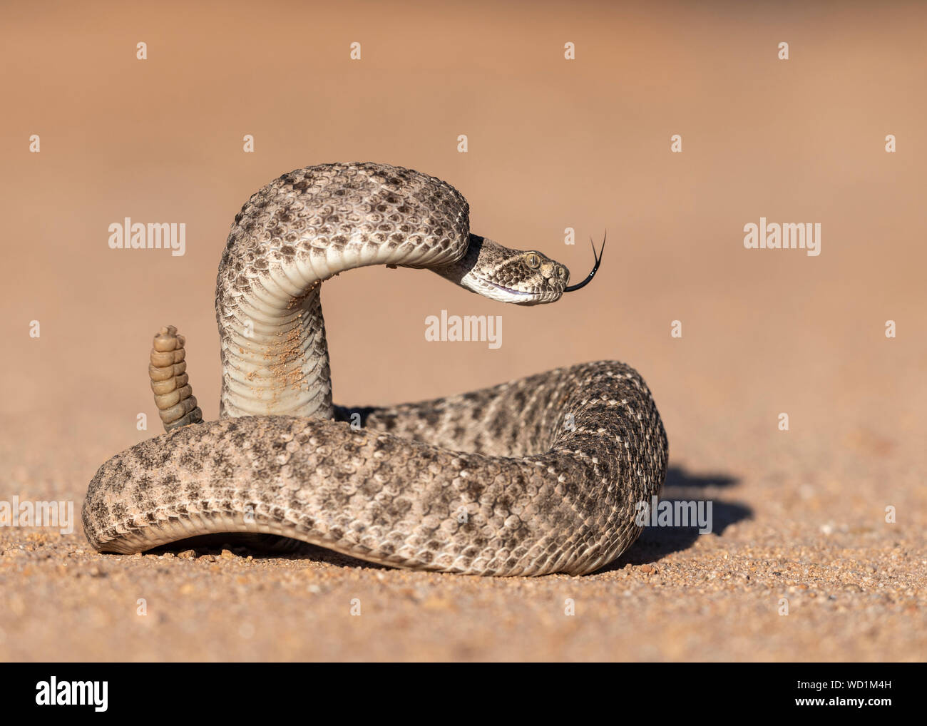 WESTERN Diamondback Rattlesnake Crotalus atrox), deserto di Sonora, Arizona, Nord America Foto Stock