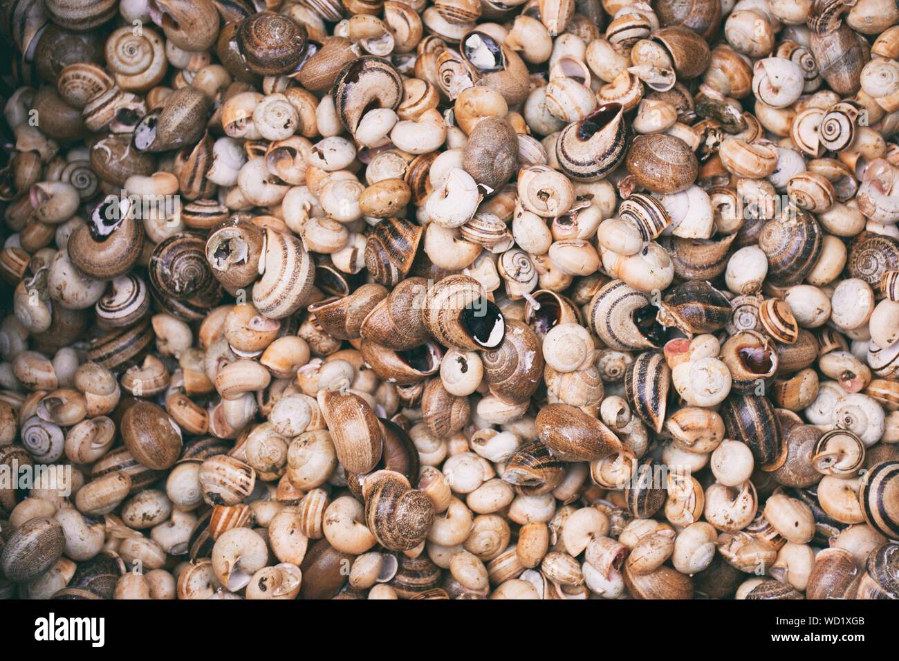 Telaio completo colpo di conchiglie Foto Stock