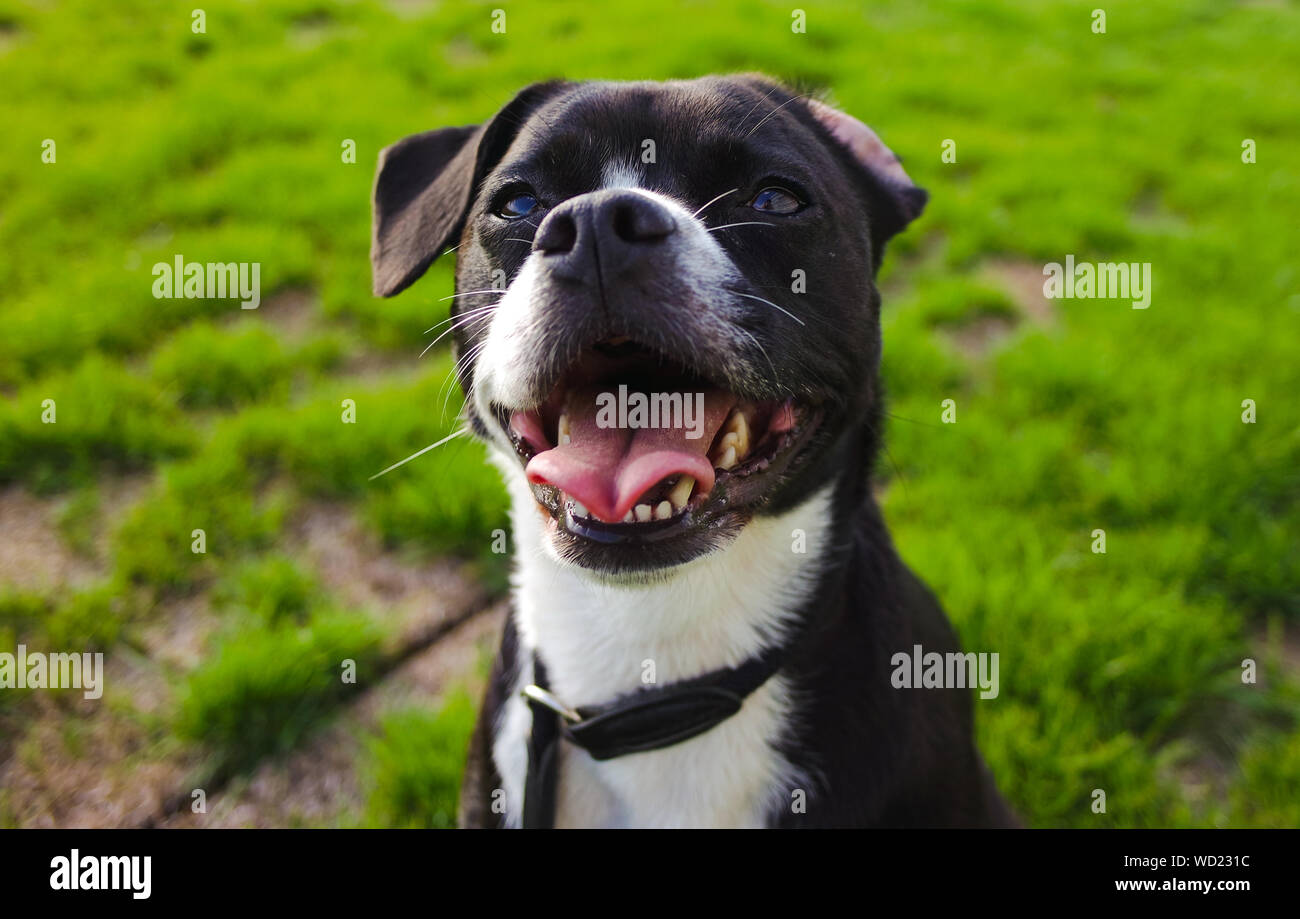 Amore cani Foto Stock