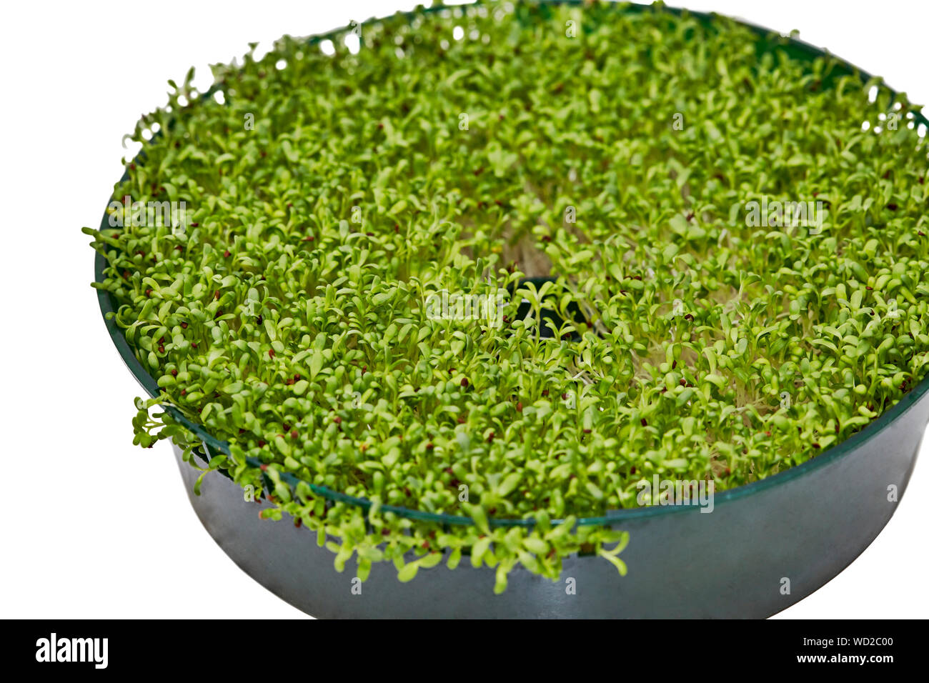 Cresciuto in casa di germogli alfalfa in un contenitore rotondo isolato su bianco Foto Stock
