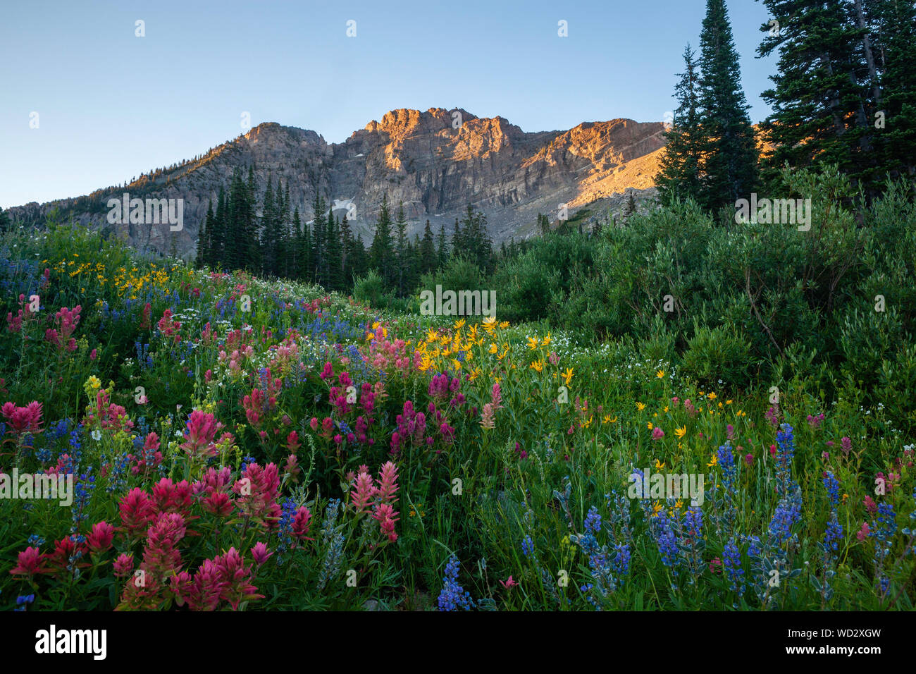 Fiori Selvatici, Albion bacino, Alta, Utah Foto Stock