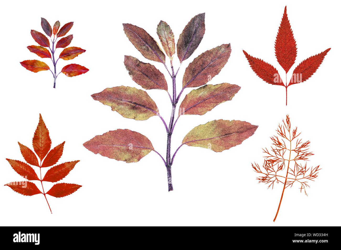 Rosso Foglie di autunno illustrano un grafico isolato bordo sottile su sfondo bianco per i lavori di progettazione Foto Stock