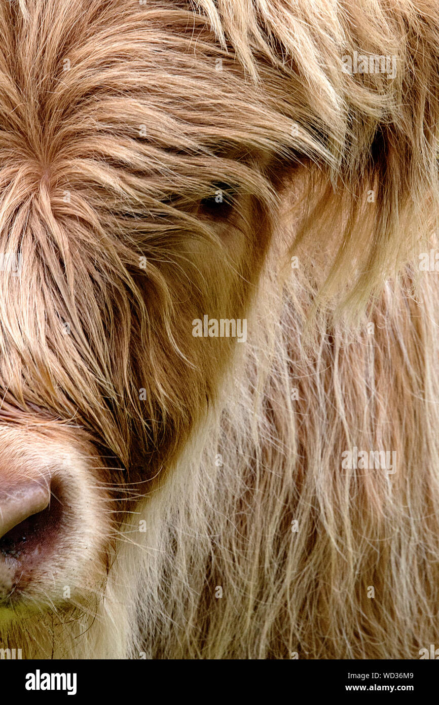 Il famoso mucche Highland scozzesi con i capelli lunghi e le corna Foto Stock