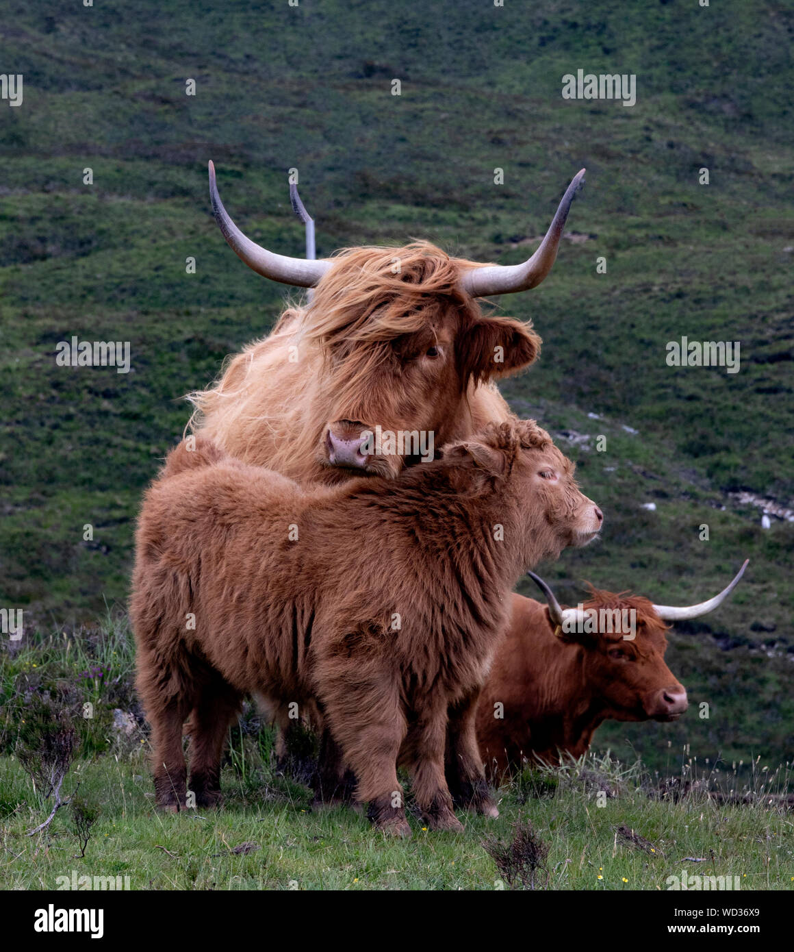 Il famoso mucche Highland scozzesi con i capelli lunghi e le corna Foto Stock
