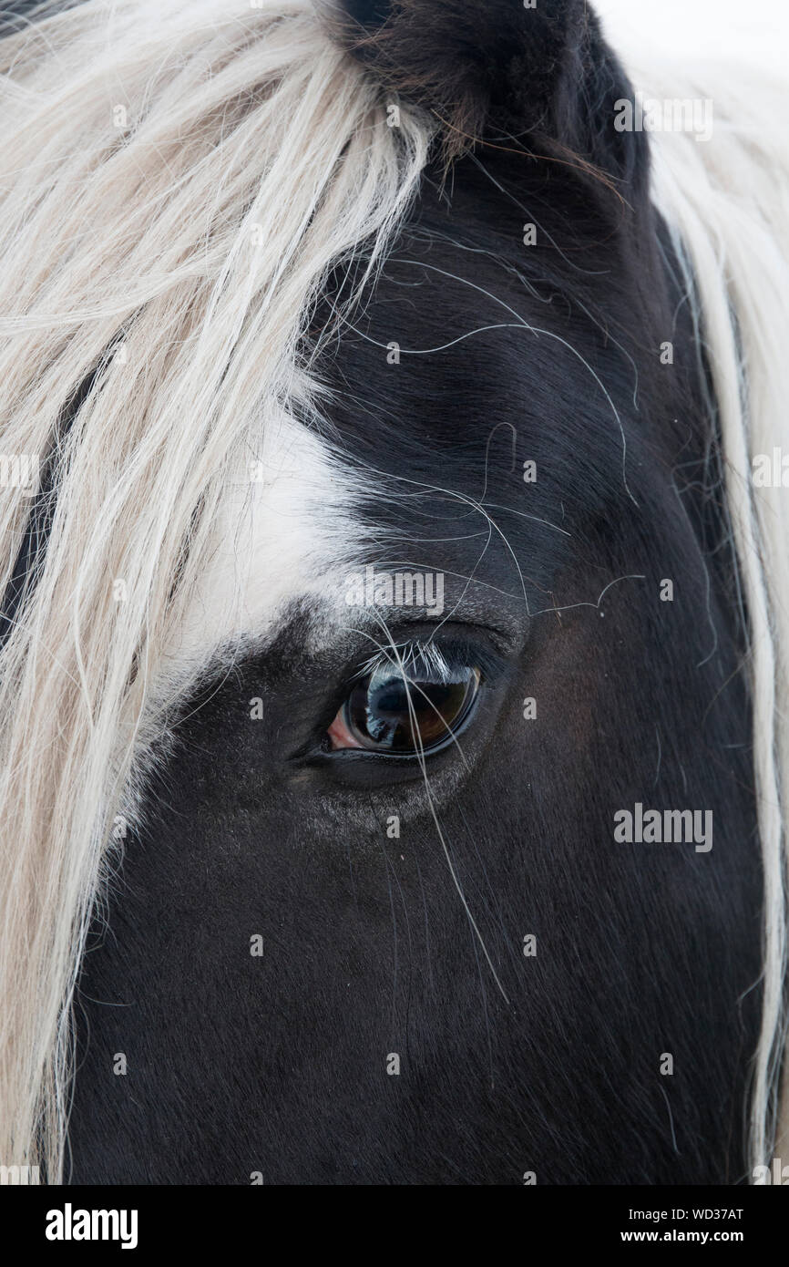 La bellissima pony Shetland sull'Isola di Skye in Scozia Foto Stock