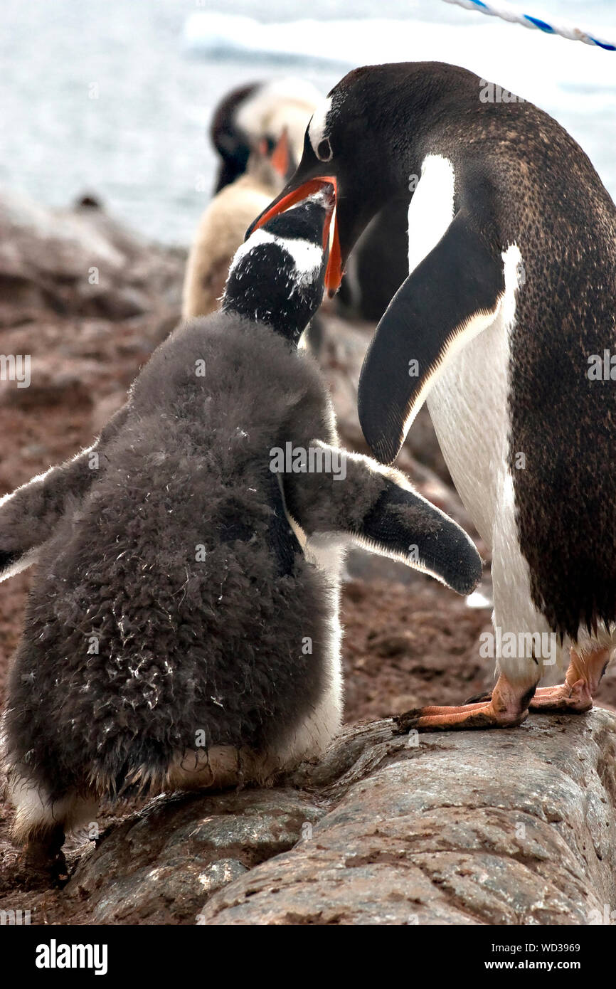 Una madre di Gentoo penguin alimentando il suo giovane in Antartide Foto Stock