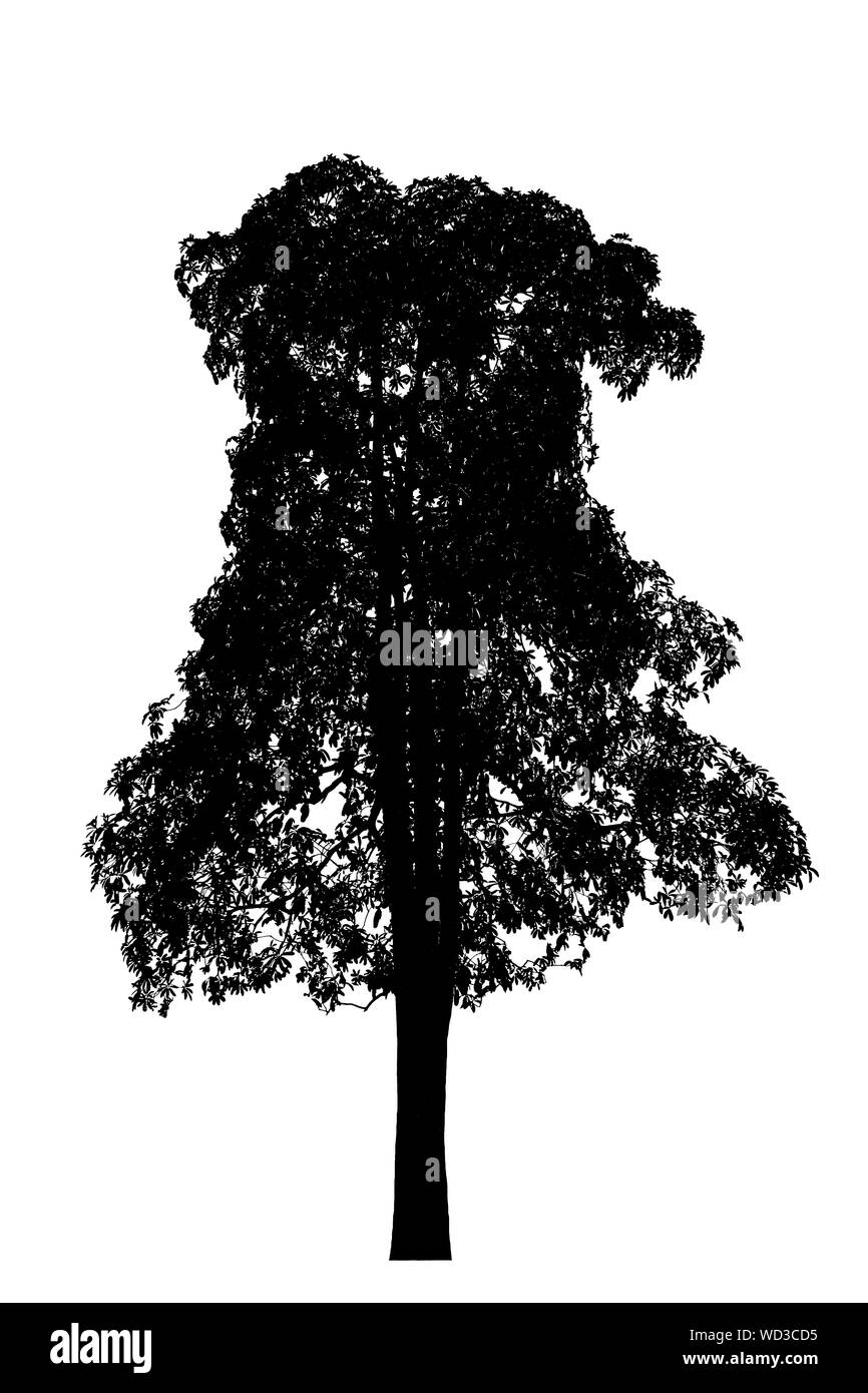 I contorni della struttura bella su sfondo bianco Foto Stock