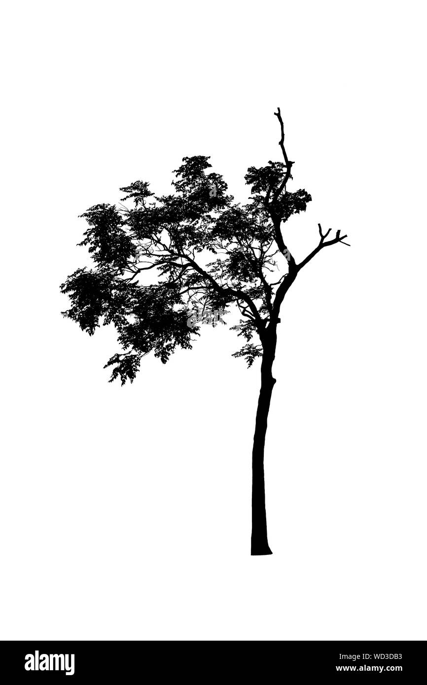 I contorni della struttura bella su sfondo bianco Foto Stock