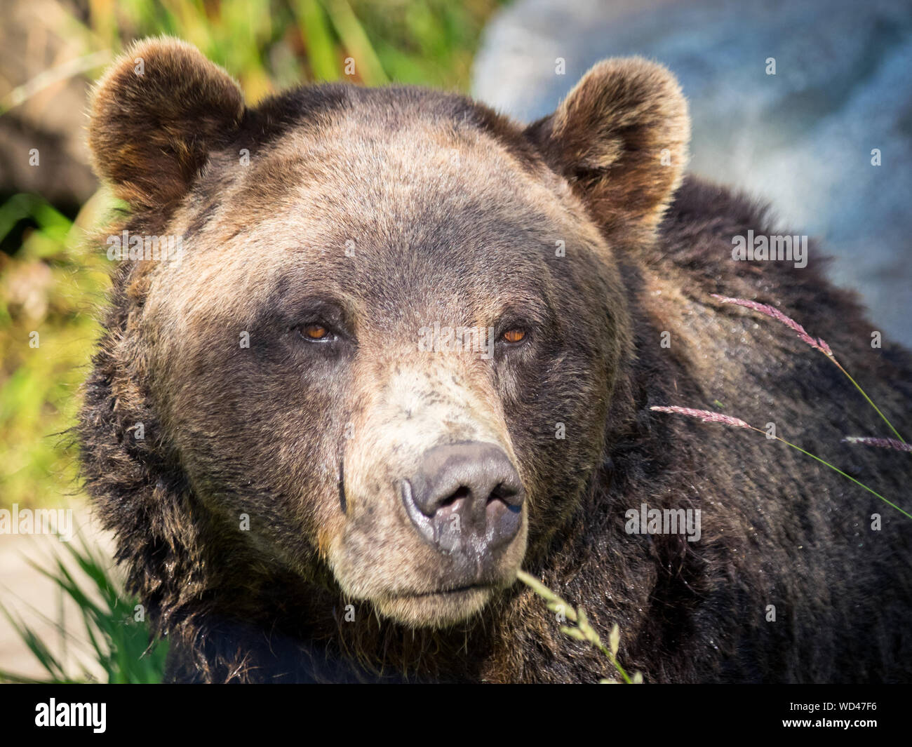 Coola, un residente orso grizzly (Ursus arctos horribilis) dell'orso santuario Presso Grouse Mountain, North Vancouver, British Columbia, Canada. Foto Stock