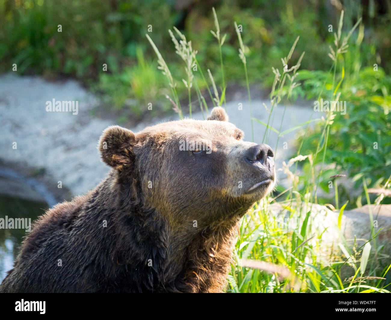 Coola, un residente orso grizzly (Ursus arctos horribilis) dell'orso santuario Presso Grouse Mountain, North Vancouver, British Columbia, Canada. Foto Stock