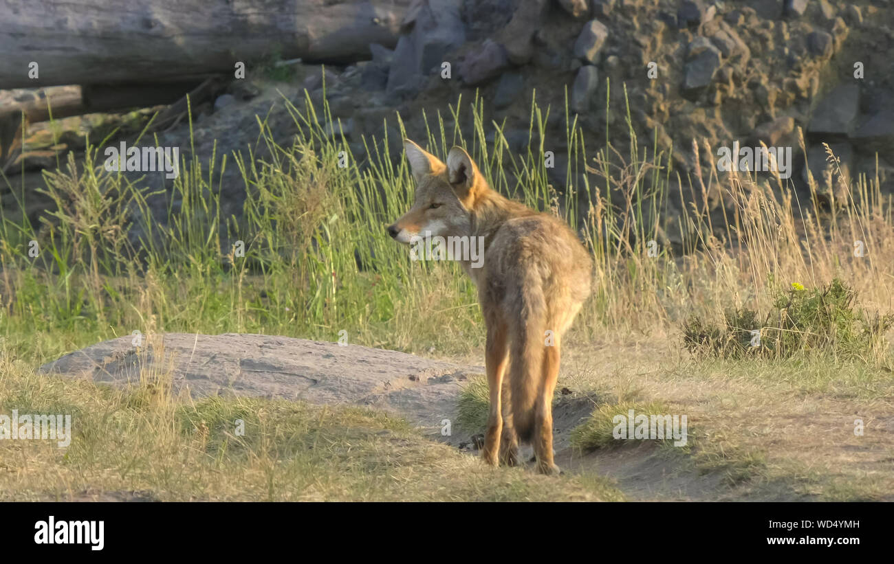 Coyote in piedi nella valle di lamar di Yellowstone Foto Stock