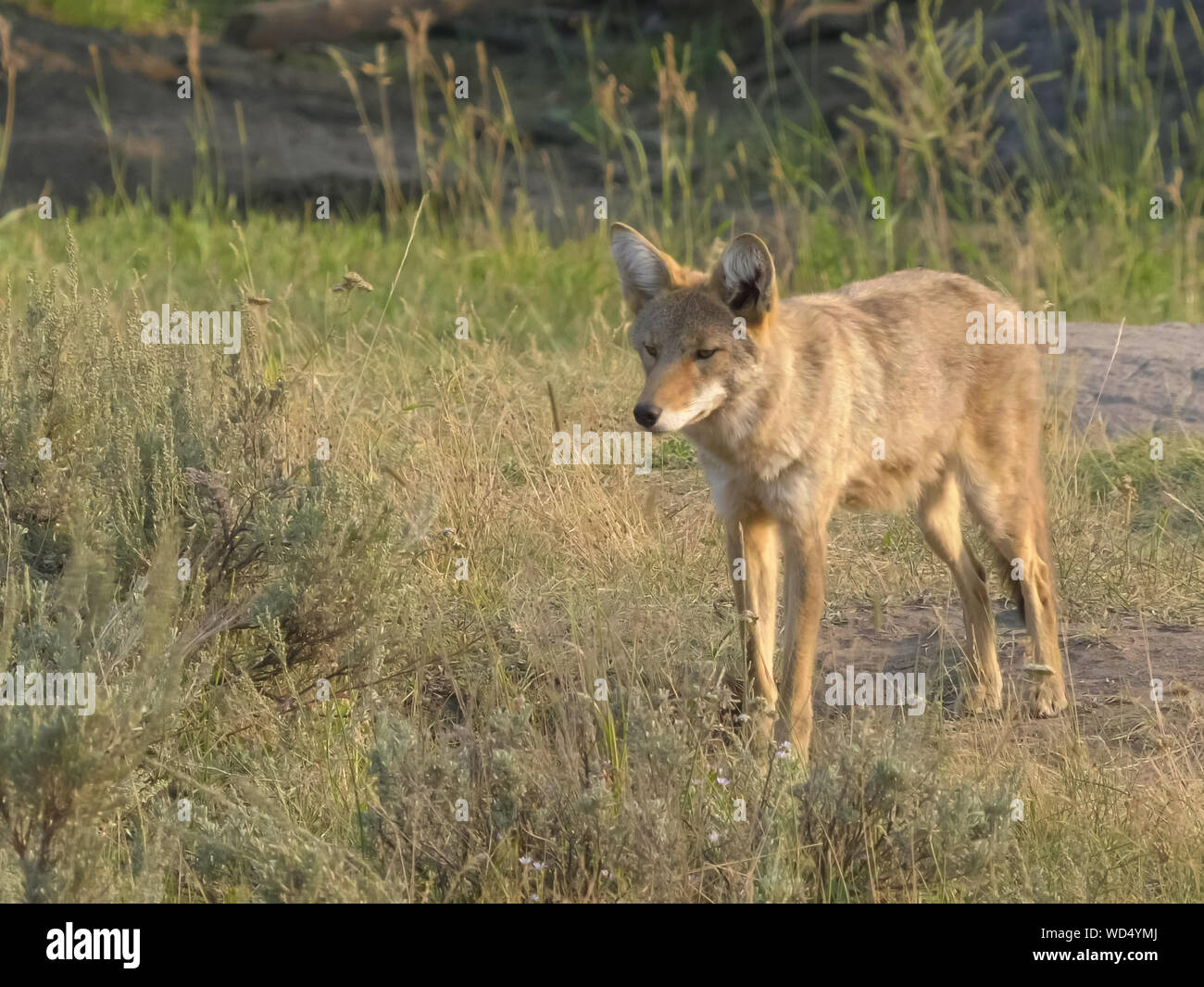 Inquadratura di un coyote a yellowstone np Foto Stock