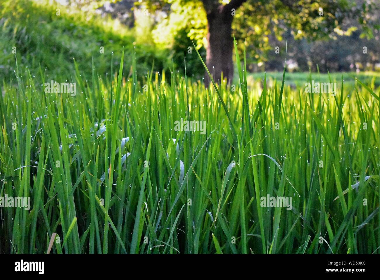 Piante, Giardini e verde Foto Stock