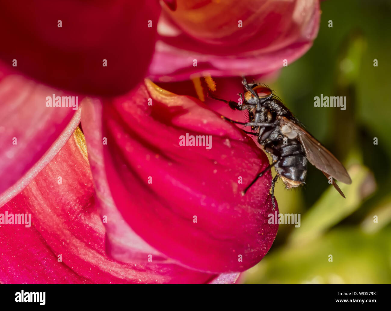 Horse-fly (Tabanoidea): un cavallo singolo-fly in appoggio su di un petalo dalia Foto Stock