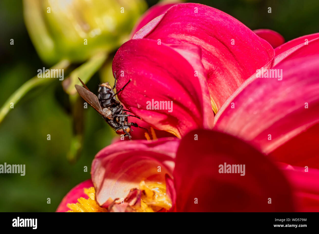 Horse-fly (Tabanoidea): un cavallo singolo-fly in appoggio su di un petalo dalia Foto Stock
