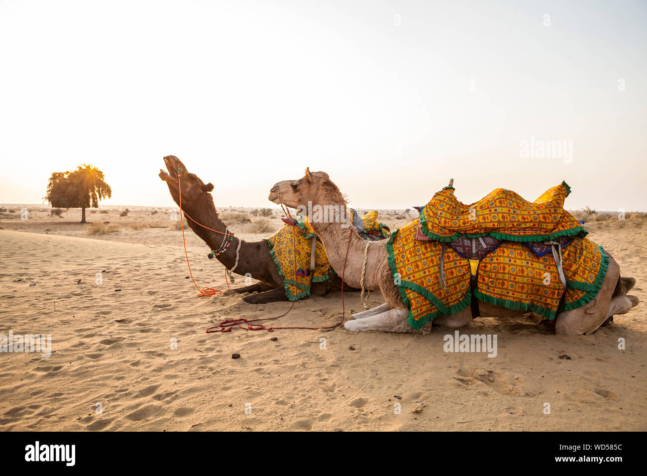 Cammelli inginocchiato nella sabbia , deserto di Thar, Rajasthan, India. Foto Stock