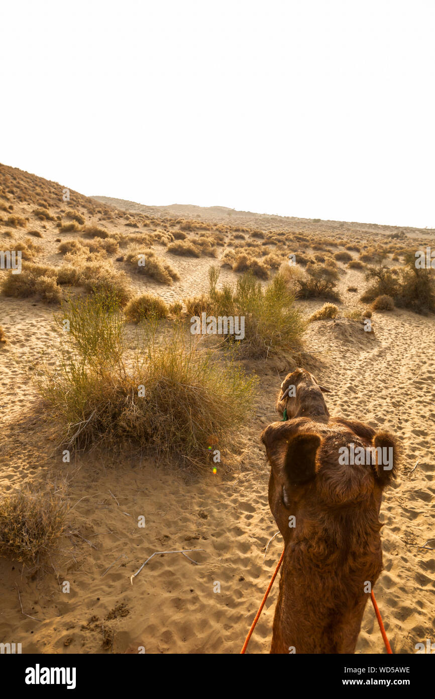 La vista mentre a dorso di un cammello nel deserto del Thar in Rajasthan orientale, India. Foto Stock